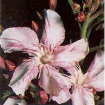 Олеандр или розовый лавр – ядовитая красота